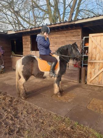 Image 3 of Childrens/Small adult pony for sale!