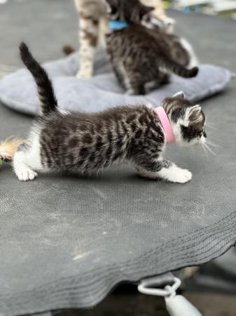 Image 2 of Bengal x kittens for sale