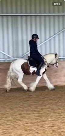 Image 3 of 13hh 5 yrs Traditional cob gelding