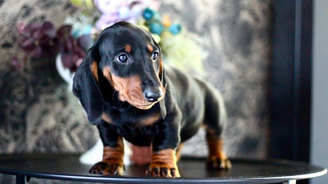 Image 36 of Ready Now only 4 dachshunds left