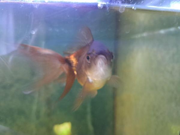 Image 5 of Good home needed for 4 fish
