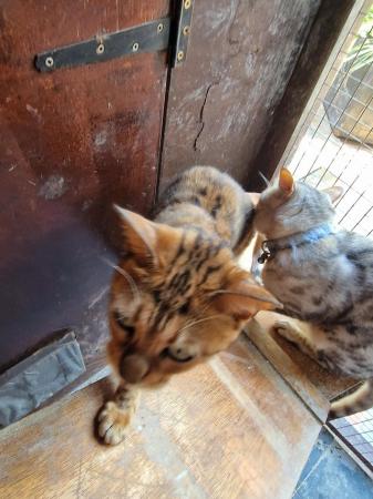 Image 9 of Beautiful breading pair of  Bengle cats