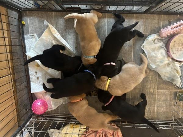 Image 7 of Labrador pups Ready to leave now