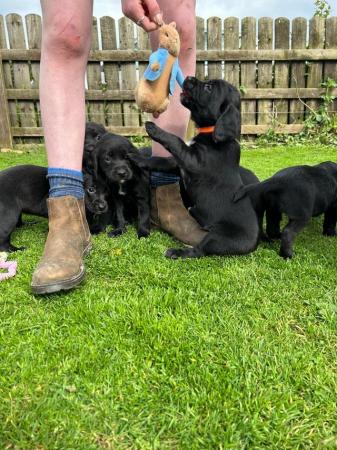 Image 9 of Springador puppies for sale