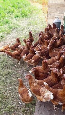 Image 1 of Point of lay chickens for sale