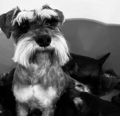 Preview of the first image of KC Pups DNA Health tested Miniature Schnauzers.
