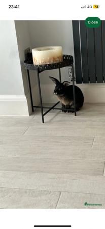 Image 6 of Bunnies needing new homes