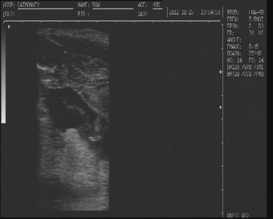 Image 12 of canine ultrasound scanning in your own home