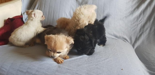 Image 10 of CHI-POO PUPPIES (CHIHUAHUA X TOY POODLE)