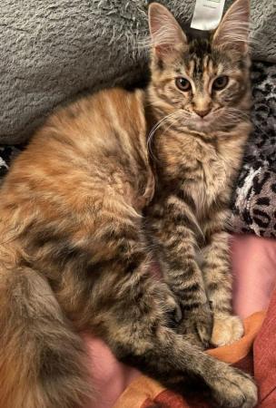 Image 9 of Maine Coon kittens Ginger, Calico, tortoiseshell Ready Now!