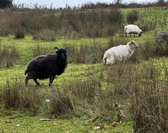 Image 2 of North Ronaldsay x breed ewe lambs