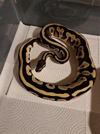 Image 3 of Leopard mojave yearling Royal python