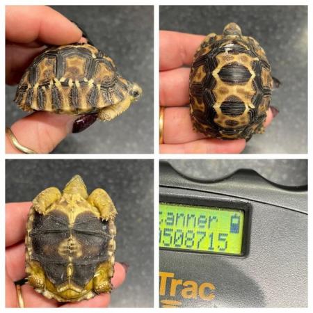 Image 3 of Radiated Tortoise’s At Urban Exotics