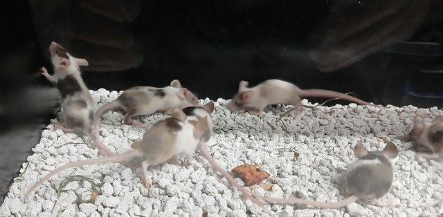 Image 4 of Naked , Tri coloured , curly coated , Fancy coloured mice