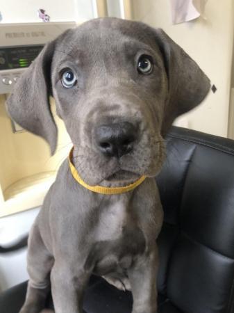 Image 1 of READY NOW! 12 x Healthy Chunky Solid Blue Great Dane Puppies