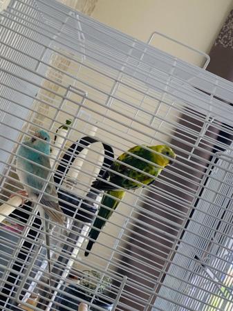 Image 4 of Blue and opaline redrump red rump parakeets