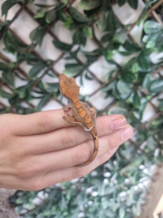Image 2 of Exquisite Crested Gecko Ready for a Loving Owner
