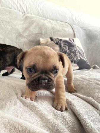 Image 10 of French Bulldog Puppies for sale