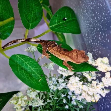 Image 44 of Beautiful Crested Geckos!!! (ONLY 1 LEFT)