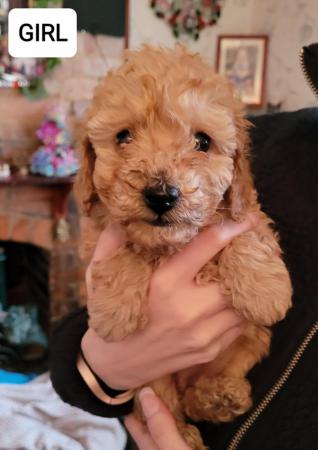 Image 4 of KC Miniature poodle pups looking for forever homes