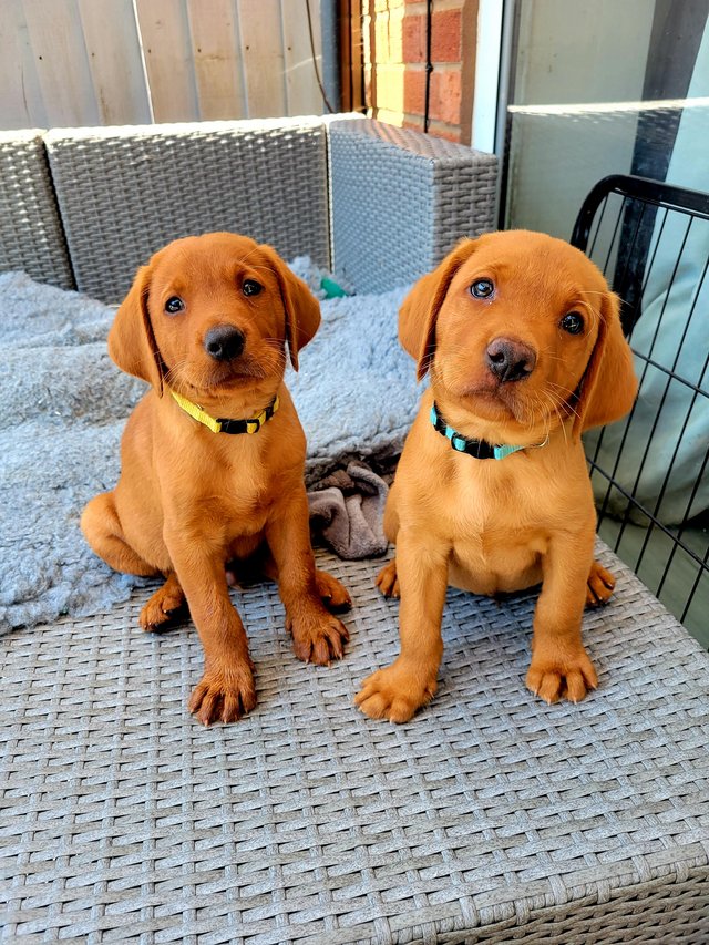 Preview of the first image of Stunning litter of Fox Red labrador Retrievers.