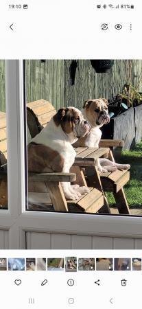 Image 2 of 2 x English bulldogs looking for new home