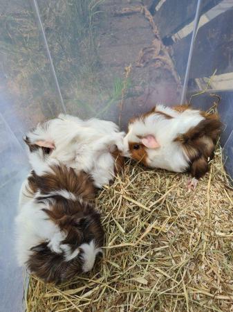 Image 19 of Adorable baby Guineapig's for sale.