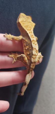 Image 1 of Wonderful Crested Gecko for sale