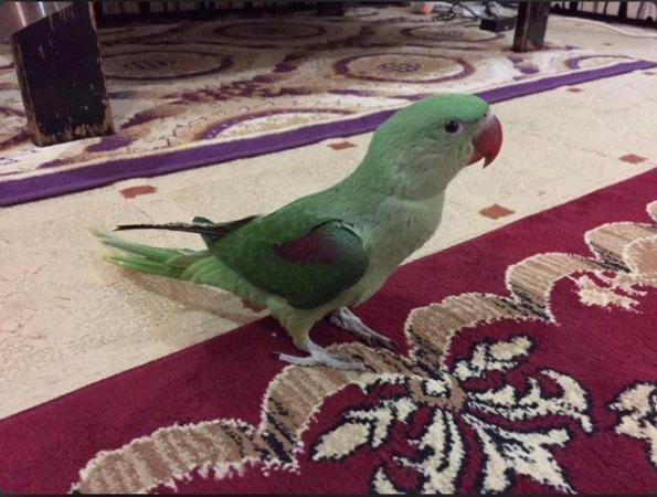 Image 5 of I am giving away my 10 months old female alexandrine parrot.