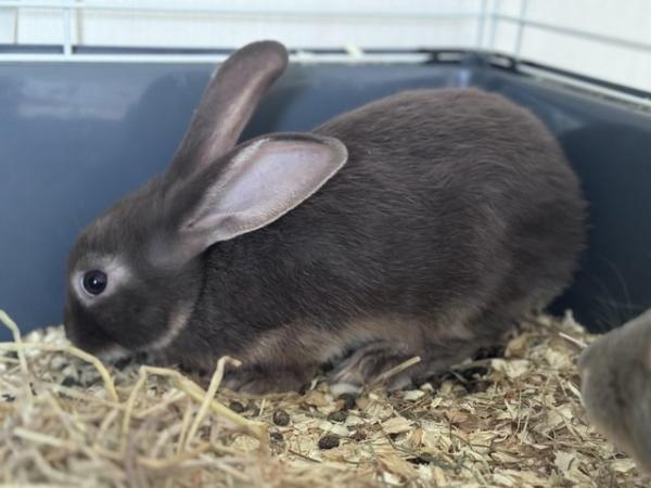 Image 3 of Beautiful mini Rex x mini lop baby bunnies (plush carriers)