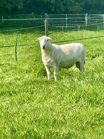 Image 4 of Easycare ram lambs for sale