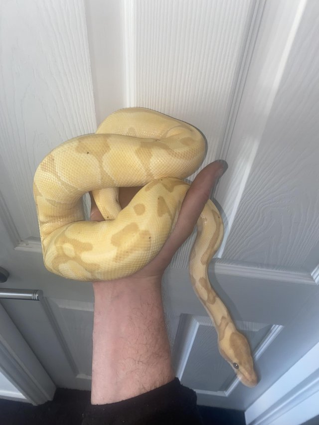 Preview of the first image of Banana leopard male ball python royal python.