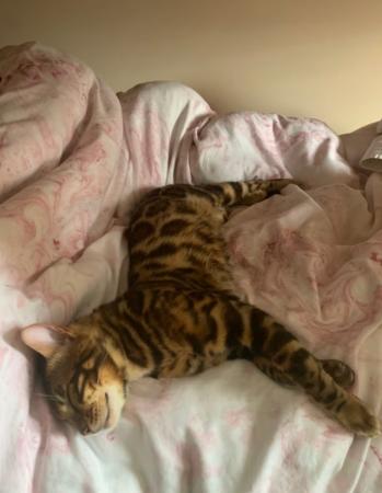 Image 10 of Stunning 11 month old pure Bengal kitten