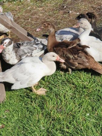 Image 9 of Muscovy ducks available in a range of colours