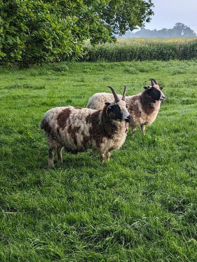 Preview of the first image of Jacob ewes for sale.......