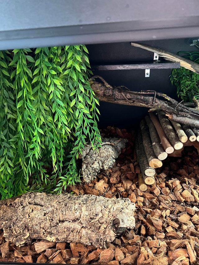 Preview of the first image of 3 year old BCI (Boa Constrictor Imperator) and 4x2x2 viv.