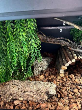 Image 1 of 3 year old BCI (Boa Constrictor Imperator) and 4x2x2 viv