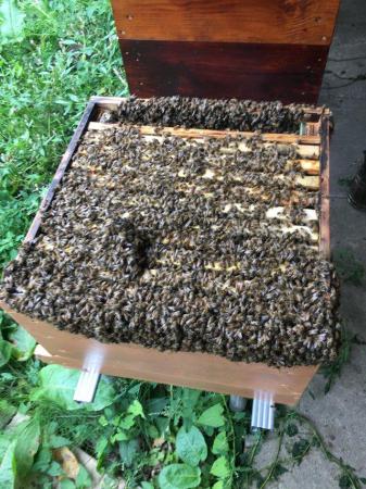 Image 2 of 6 frames nucleus colonies bees bee hive