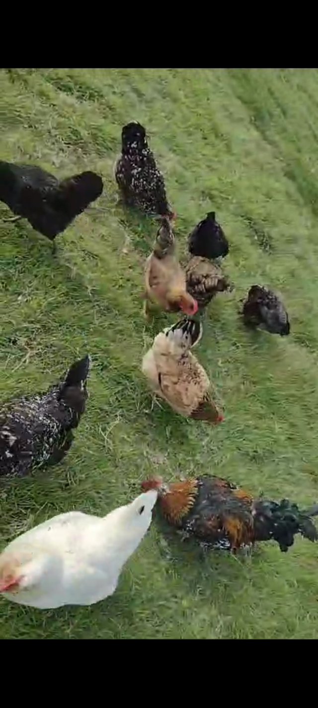 Preview of the first image of Hardy foraging half swedish flower hens.