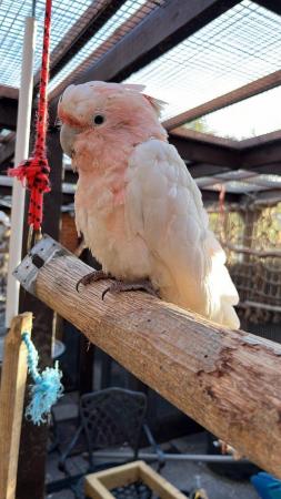 Image 6 of Major Mitchell cockatoo for sale