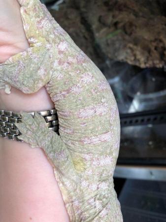 Image 5 of Exceptional high colour male leachianus gecko