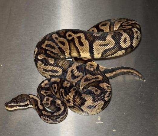 Image 5 of Royal Pythons available