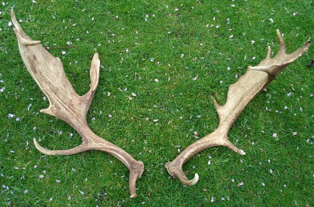 Preview of the first image of NATURALLY CAST FALLOW BUCK ANTLERS.