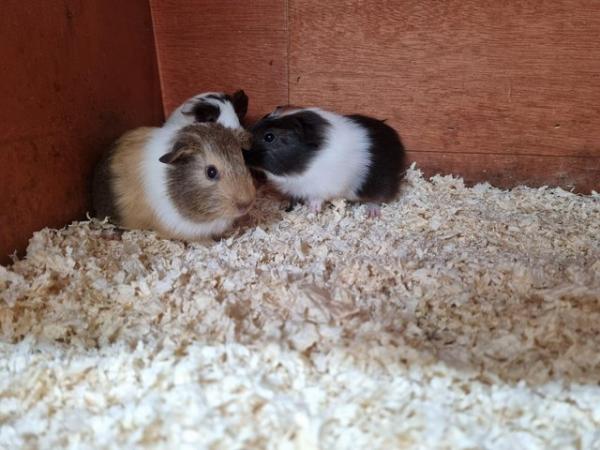 Image 4 of Baby boy guinea pigs for sale