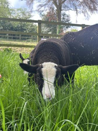 Image 2 of Correct registered zwartble ram lamb