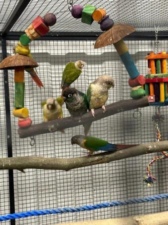Image 3 of Amazing colourful chirping conures available