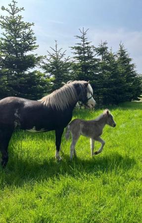 Image 3 of Stunning Silver Dapple mare and filly