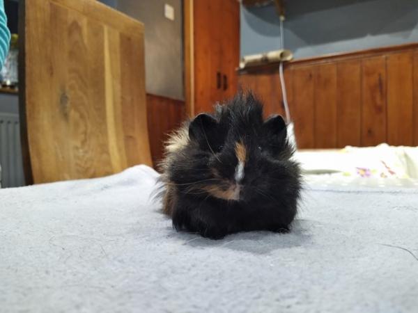 Image 5 of Rare male baby sheba guinea pig long haired
