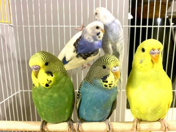 Image 2 of Fancy Mutation Baby Budgies - ready to leave