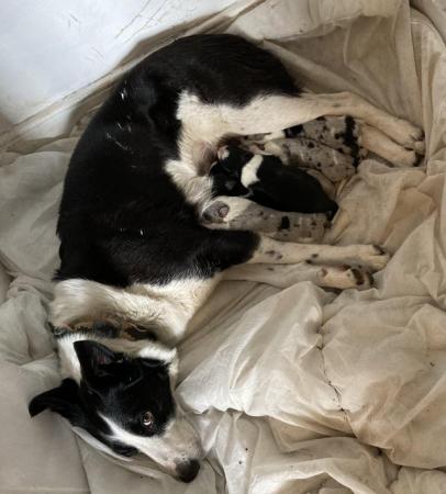 Image 3 of Home reared Border collie pups